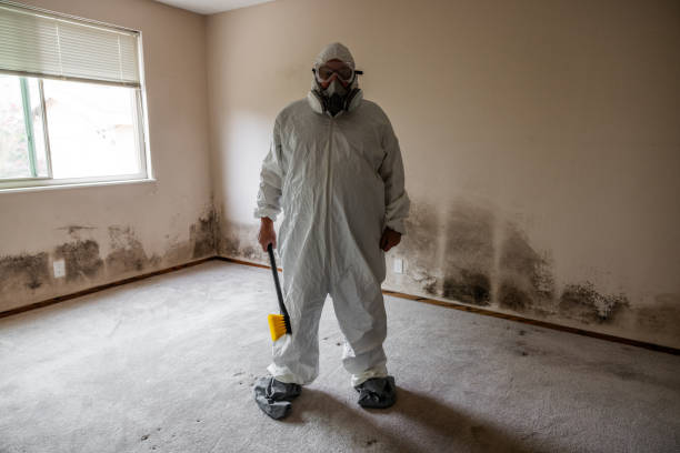 Best Post-Flood Mold Remediation in USA